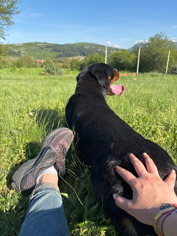 Person plays with Rottweiler in sunny Bulgarian field