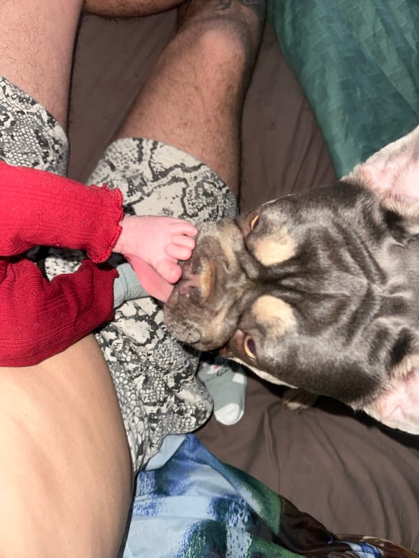 French Bulldog's afternoon documented across indoor and outdoor moments