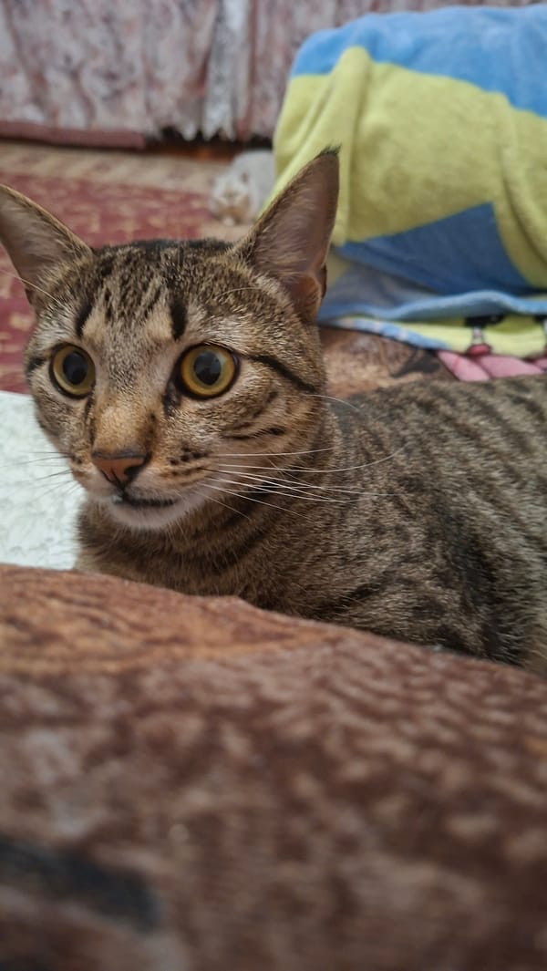 Tabby cat lounging and rolling around at a Belarus home