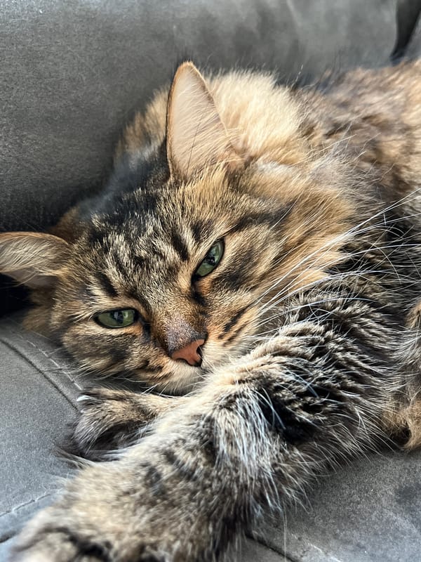 Brown tabby cat relaxes through a slow June morning
