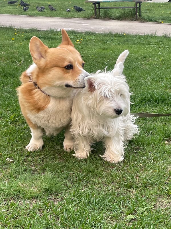 Two dogs play in grassy area in Samara