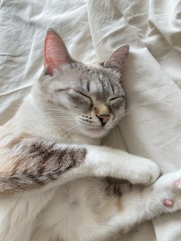 Cat observed resting on bedding in Yekaterinburg home