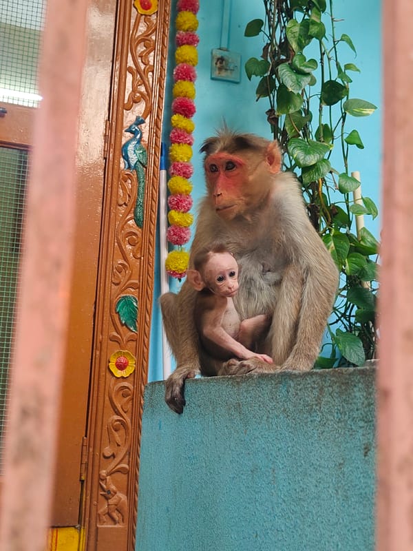 Macaque monkeys and lake scenes documented in Puttaparthi