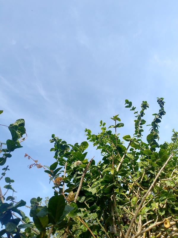 Quiet domestic moments with cat and garden captured in Venezuela