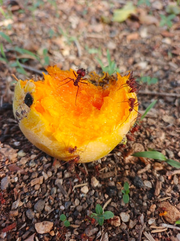 Evening nature observations captured in Vallecito, Venezuela