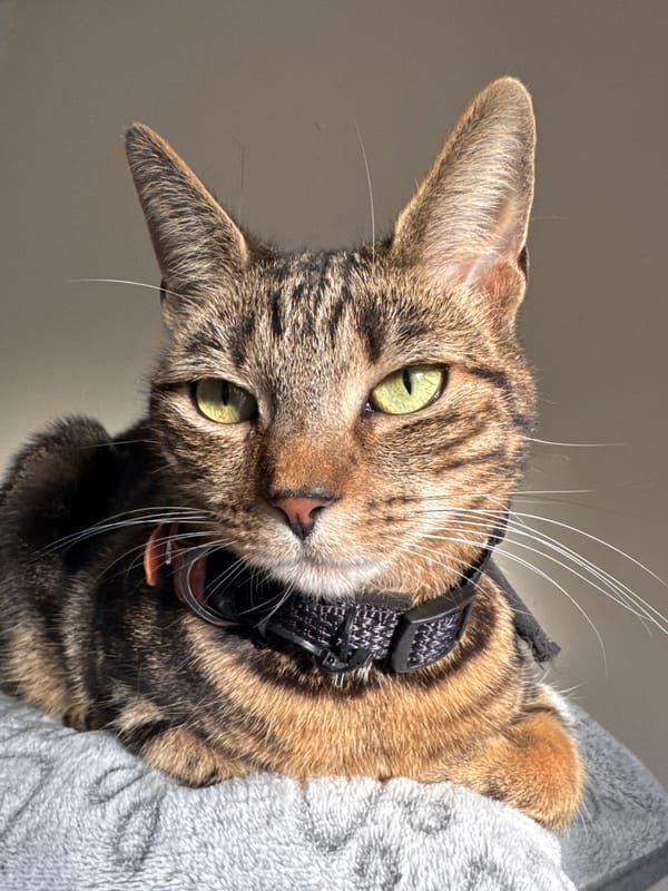 Tabby cat photographed in close-up shots in Desborough