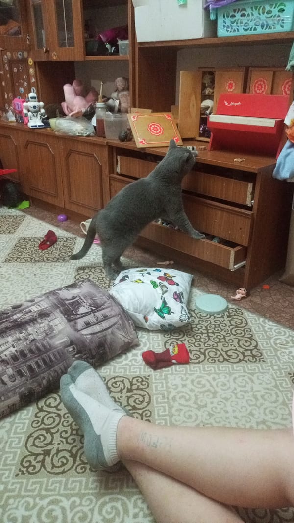 Quiet evening at home in Yuzha, cats and cozy interiors