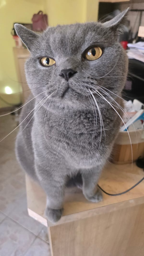 British Shorthair cat and dog hanging out at home in Varna
