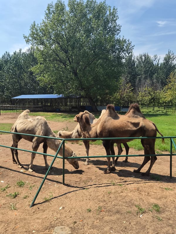 Bactrian camels and a giraffe at a Qinhuangdao wildlife park