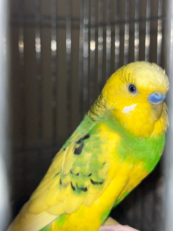 Budgerigars observed in cages during evening in Shumen, Bulgaria