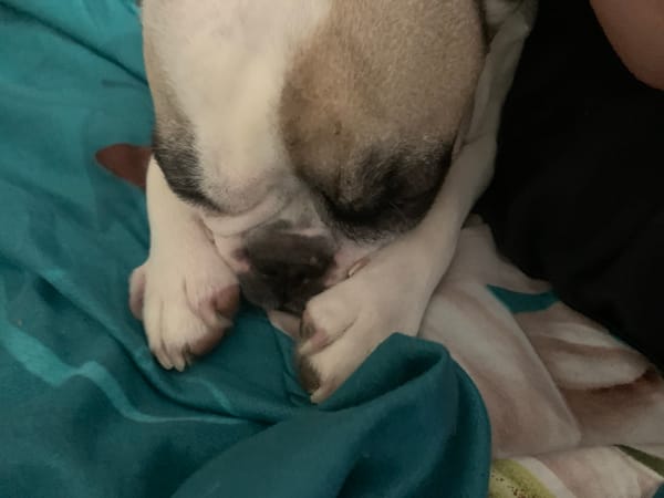 French Bulldog sleeps peacefully on bed in Sofia