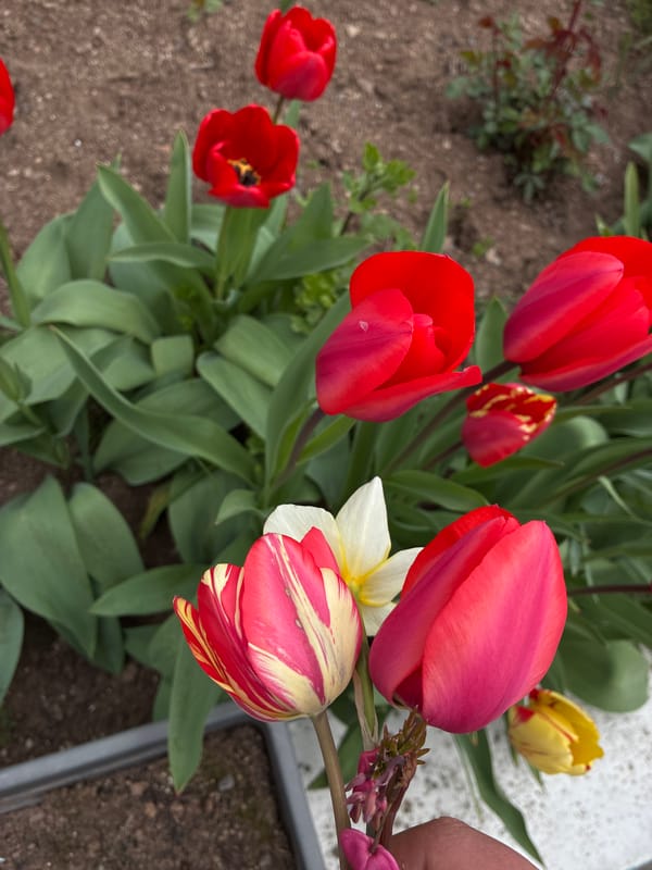 Colorful tulips bloom in Bulgarian garden