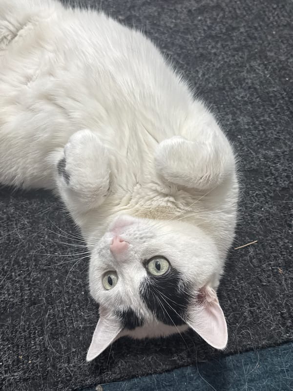 Cat and owner share playful moment in Calgary home