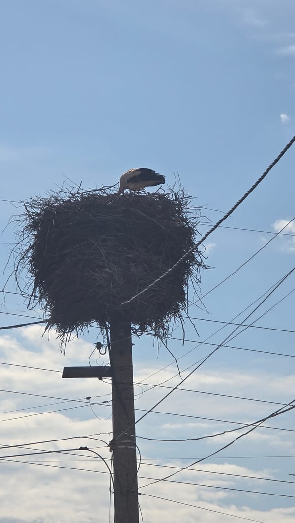 Large bird nest spotted on utility pole in Bulgaria