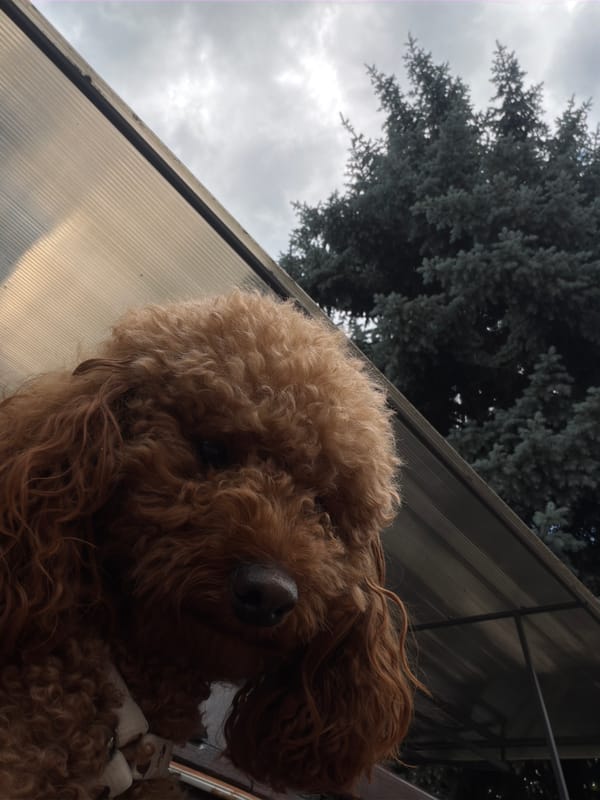 Brown poodle photographed outdoors in Dupnitsa, Bulgaria