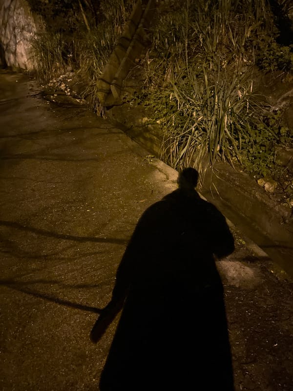 White dog rests on wet Sochi street at night