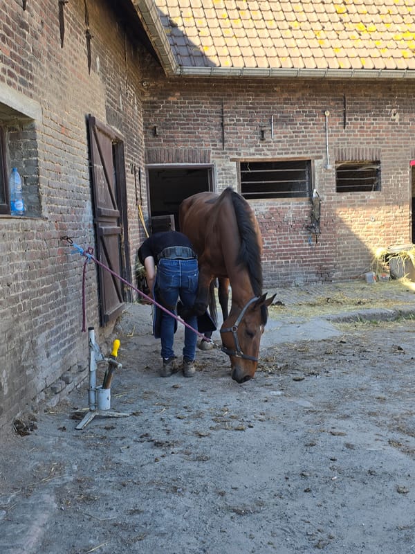 Farrier tends to horse at Belgian stable yard