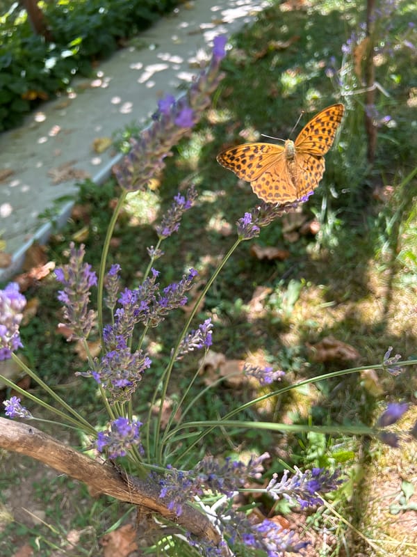 Butterflies, bees, and summer fruit in a garden