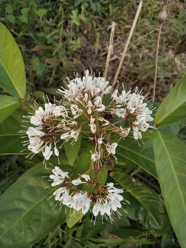 Morning nature observations document wildlife and flora in forest