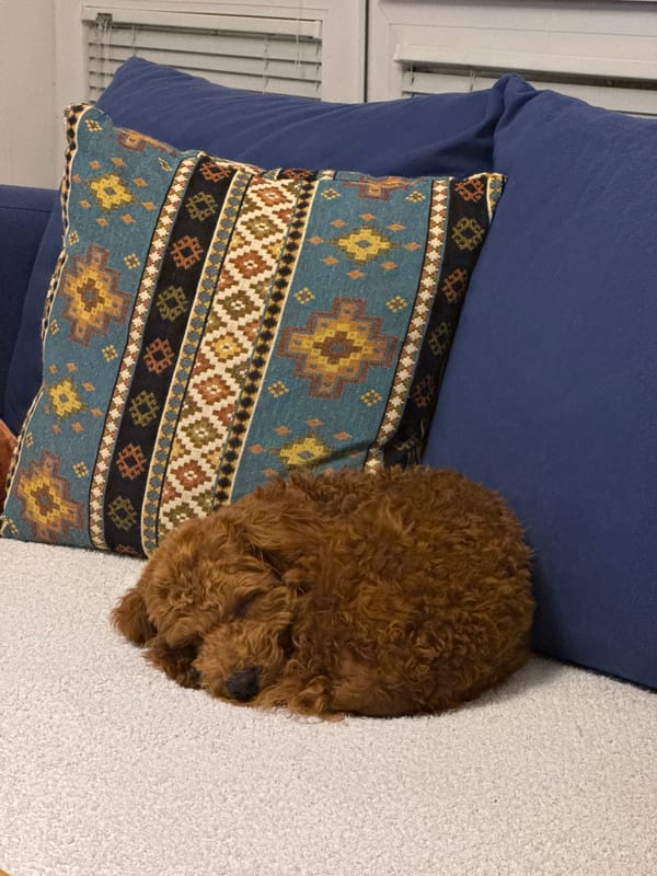 Dog plays tug-of-war with owner in Sutomore home