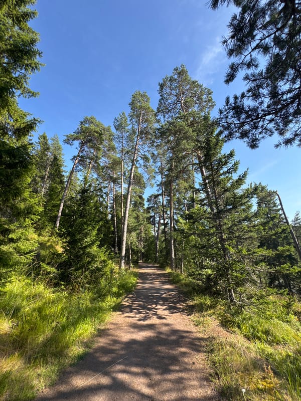 Quiet afternoon along the forest paths of Valaam Island