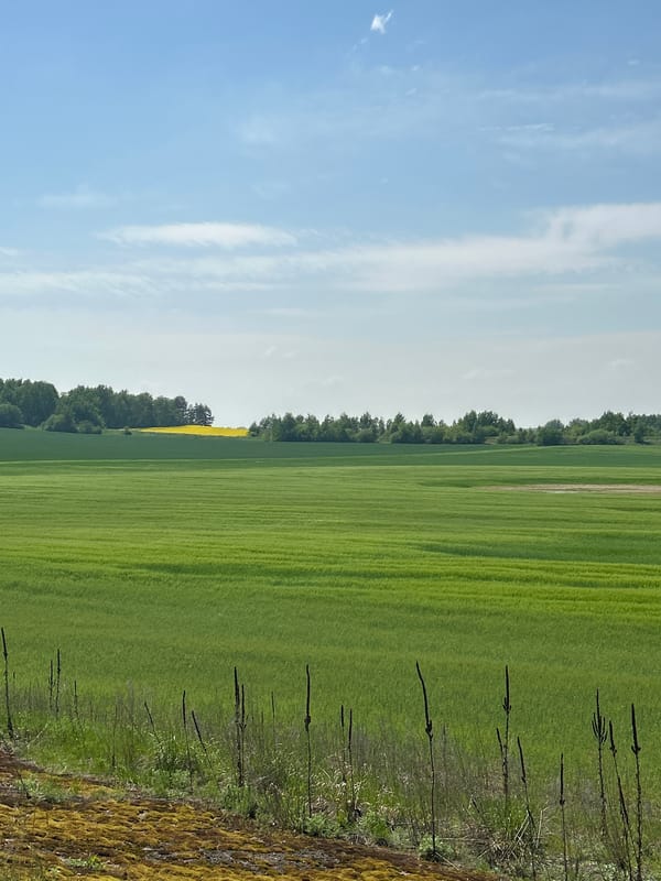 Rural scenes captured: blooming tree, field landscape, woman's portrait