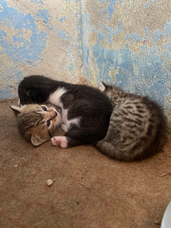 Kittens and tamandua spotted in Los Velásquez, Venezuela