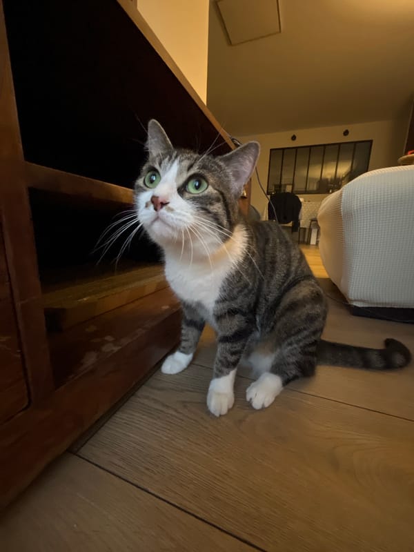 Tabby and calico cats at home in Fresnes
