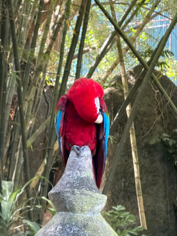 Safari and temple tour through Blahbatuh wildlife park