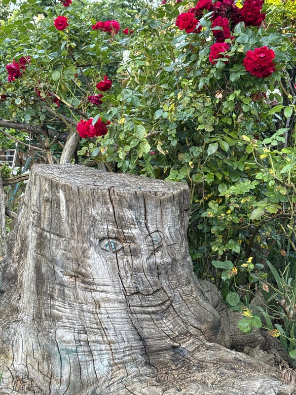 Garden walk reveals carved tree faces and weathered staircases