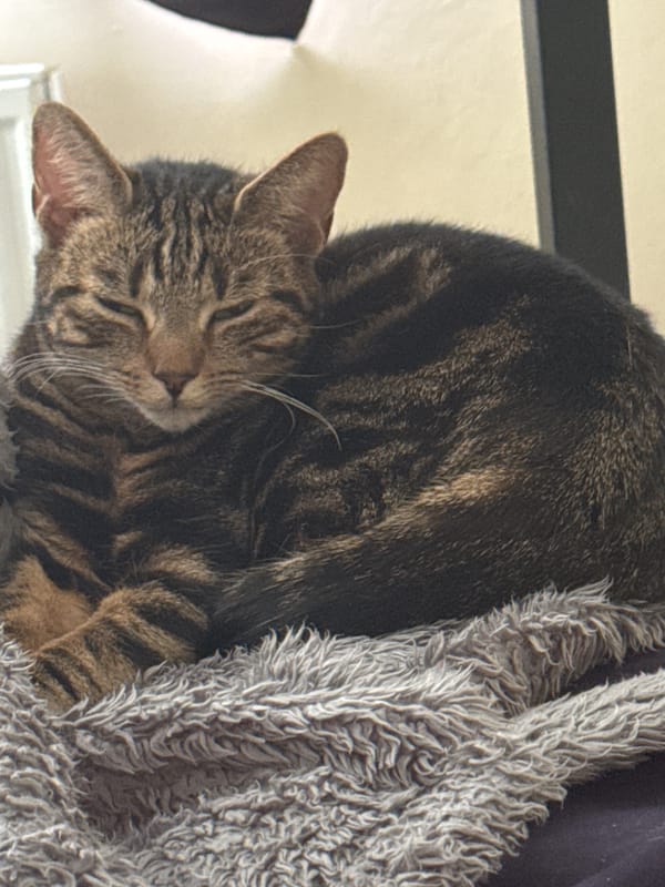 Tabby cat spotted in multiple locations around Desborough