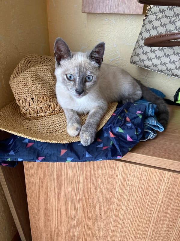 Cats napping on hats and stuffed animals in Sofiivka