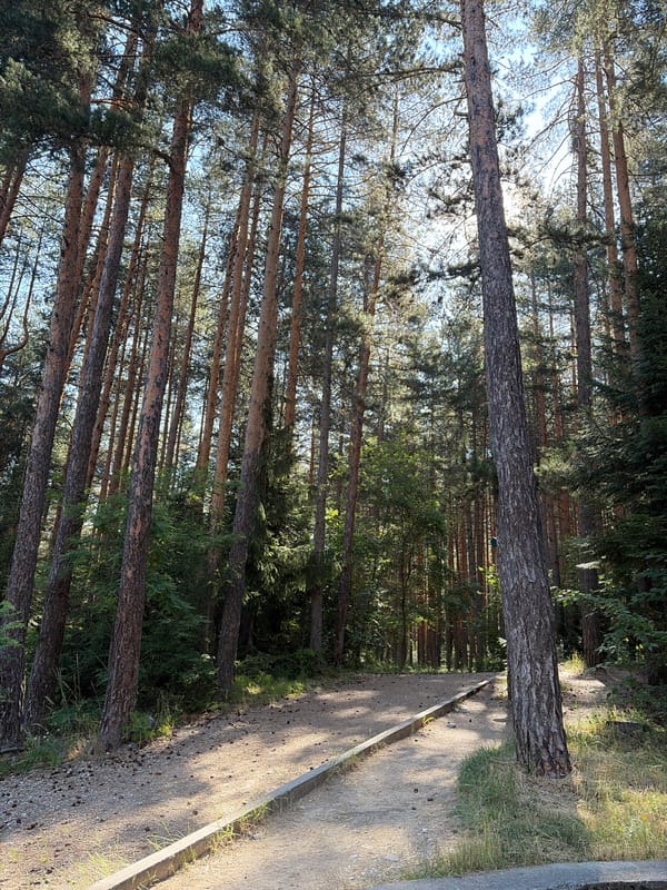 Pine forest and gondola lift on a summer morning in Bansko