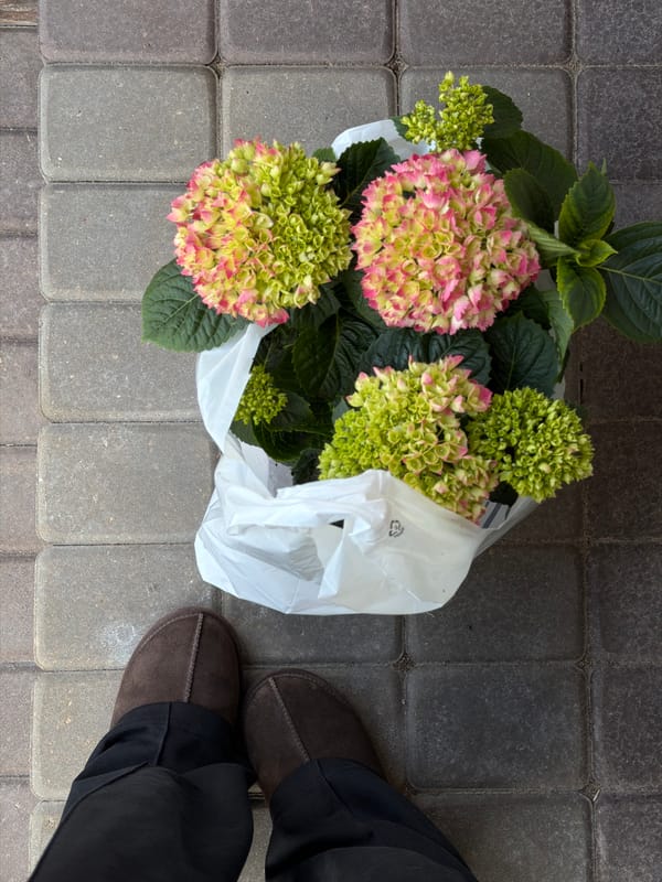 Potted hydrangea plant spotted in bag on pavement in Latvia