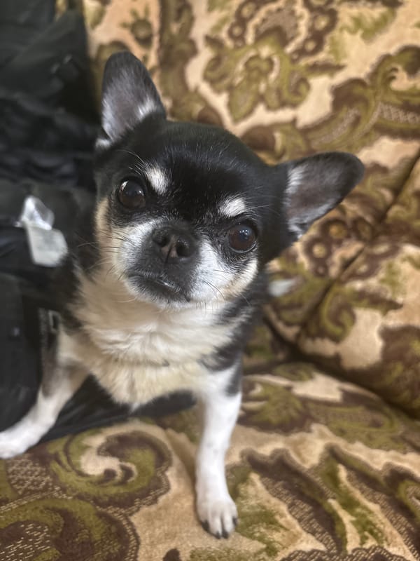 Quiet Sunday morning with Chihuahua in Kitka, Bulgaria