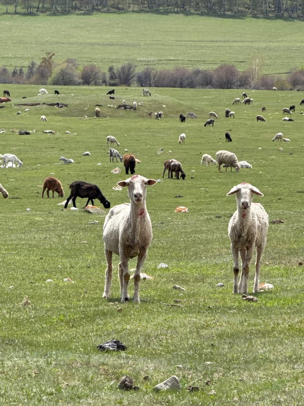 Sheep flock grazes in sunlit pastures near Semenovka, Kyrgyzstan