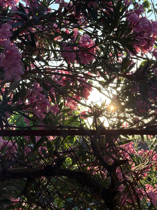 Pink oleander blooms in golden afternoon light, Nea Kallikrateia