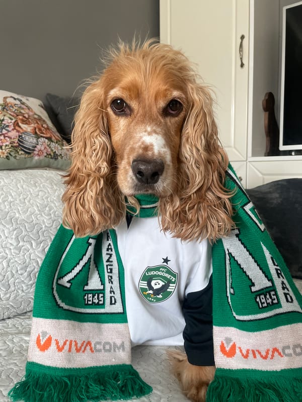 Cocker spaniel spotted indoors and outdoors in Razgrad