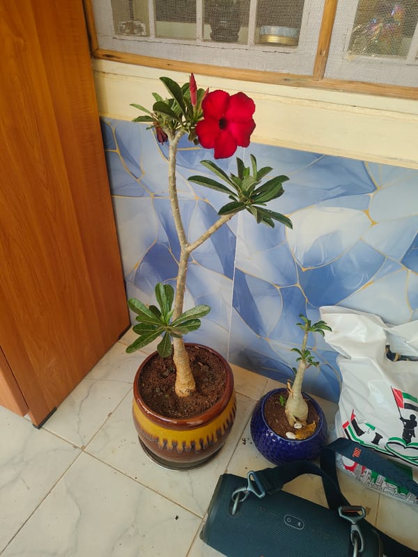 Everyday scenes documented in Puttaparthi: plants and local business