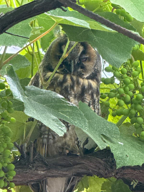 Owls, hydrangeas, and potted plants in a backyard garden