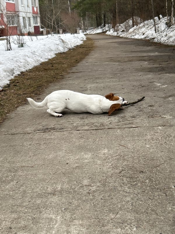 Morning life with Jack Russell Terrier in Chaikovsky, Russia