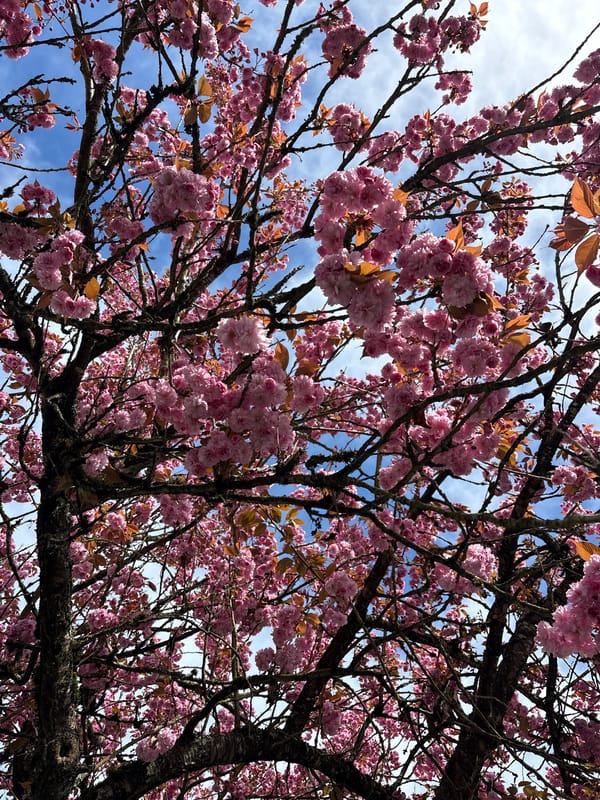 Cherry blossoms bloom along Vancouver residential street