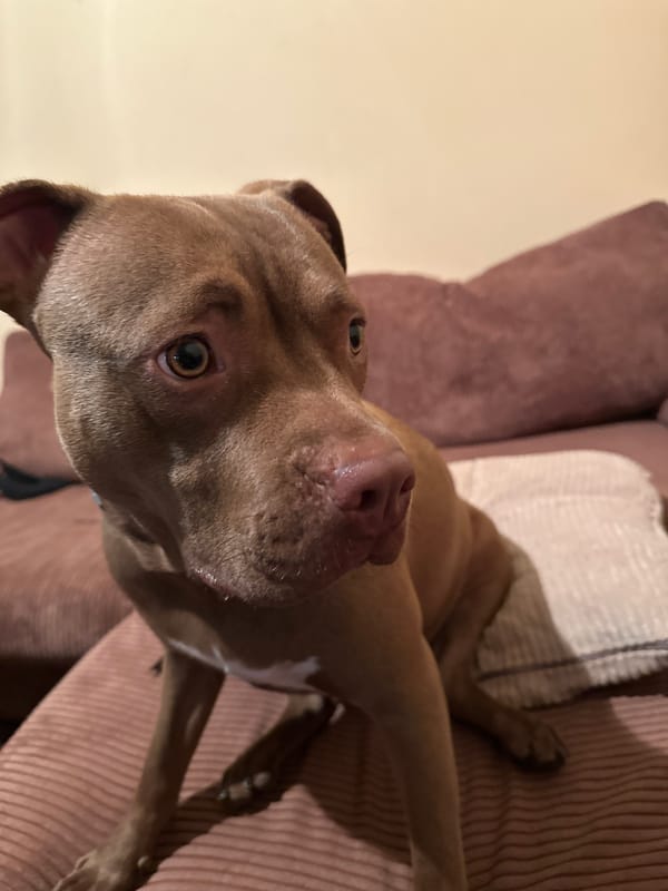 Pit bull's chill evening: sofa time and a night walk in Malevo