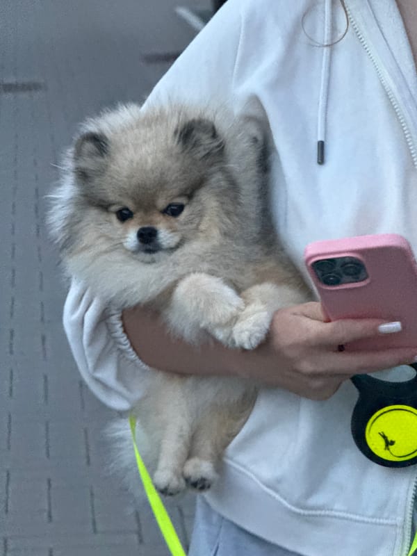 Dusk stroll through Wervik streets with a Pomeranian in tow