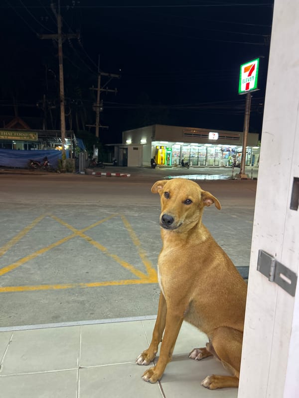 Dog spends time around convenience store in Koh Phangan
