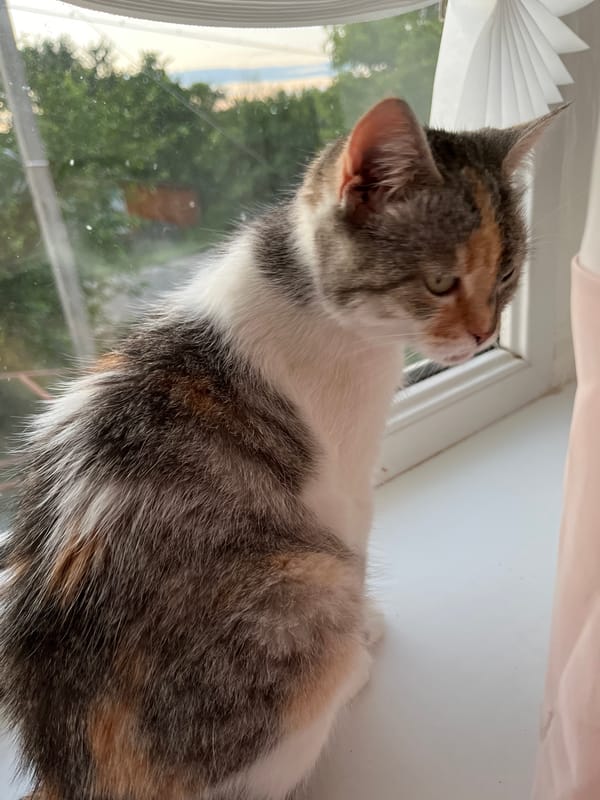 Cats lounging, grooming, and yawning at home