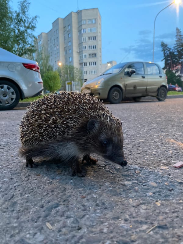 Hedgehog spotted on street near parked cars and building