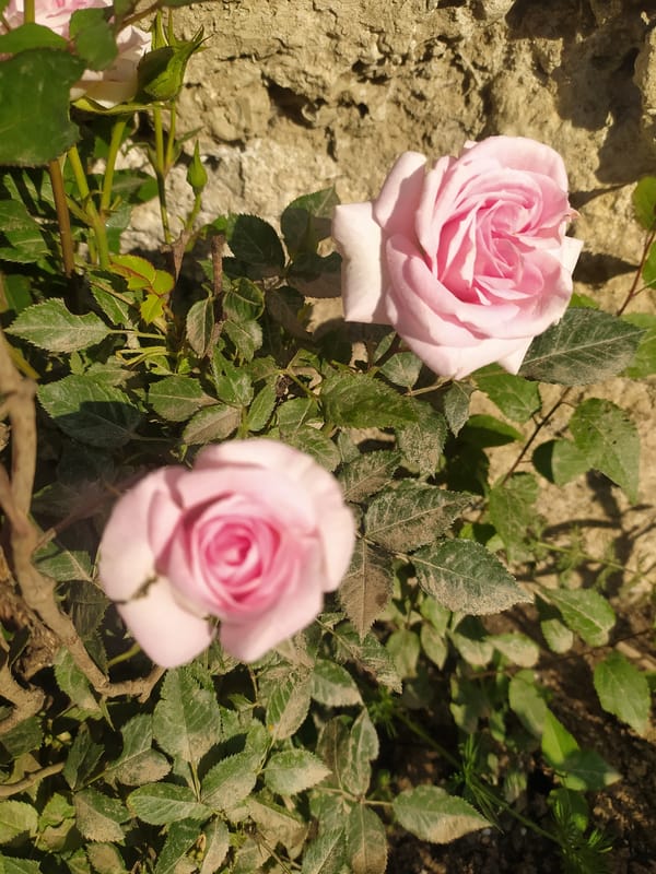 Roses, wildflowers, and a grazing calf on a dewy morning