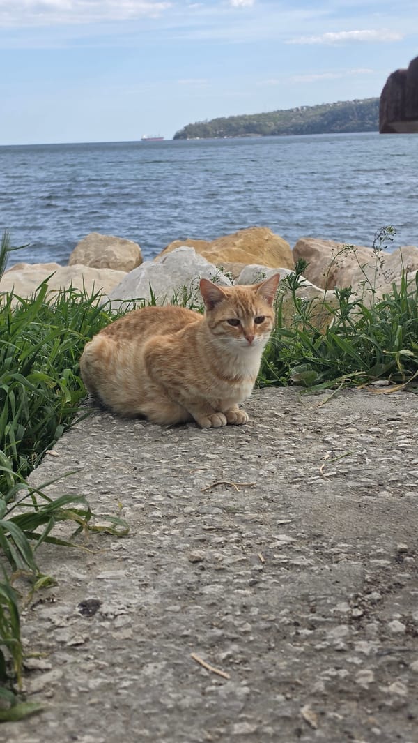 Cat rests by Black Sea as cargo ship passes Varna