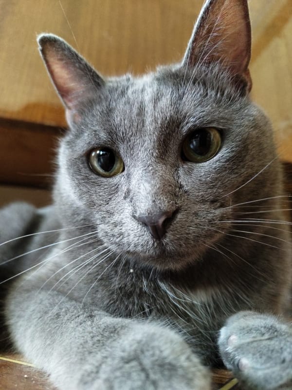 Close-up portraits of resting cats, mostly gray